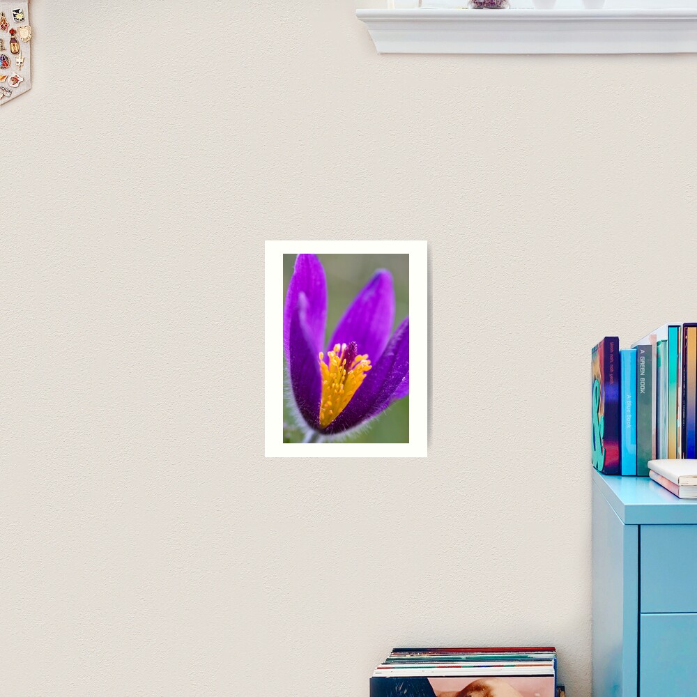 Pasqueflower (Pulsitilla vulgaris) Art Print