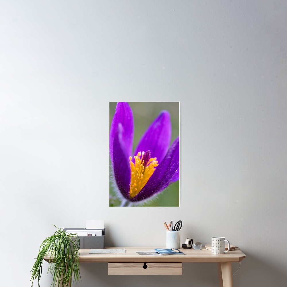 Pasqueflower (Pulsitilla vulgaris) Poster