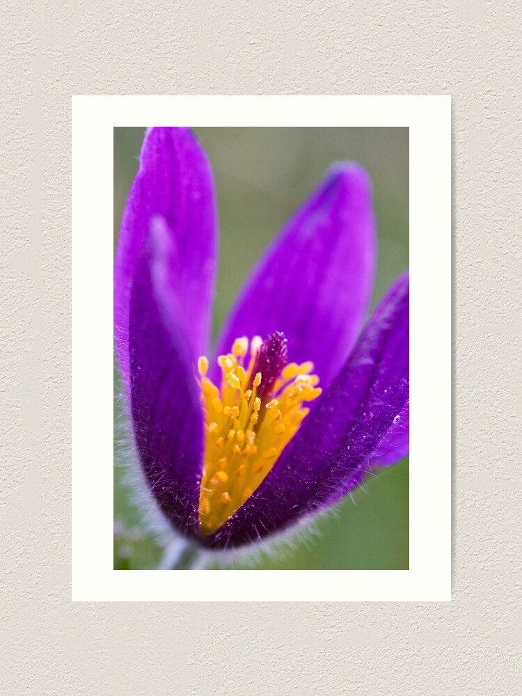Alternate view of Pasqueflower (Pulsitilla vulgaris) Art Print