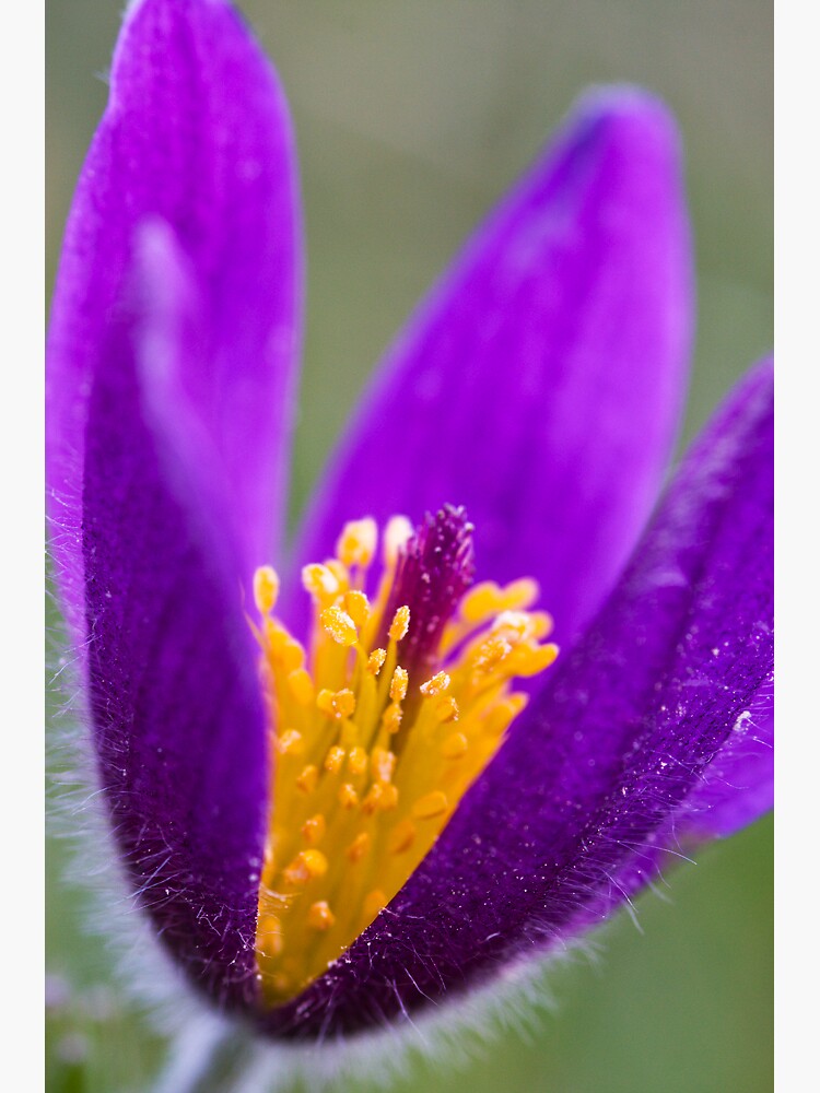 Pasqueflower (Pulsitilla vulgaris) by SteveChilton