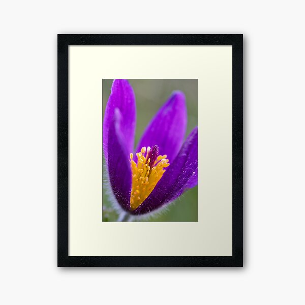 Pasqueflower (Pulsitilla vulgaris) Framed Art Print