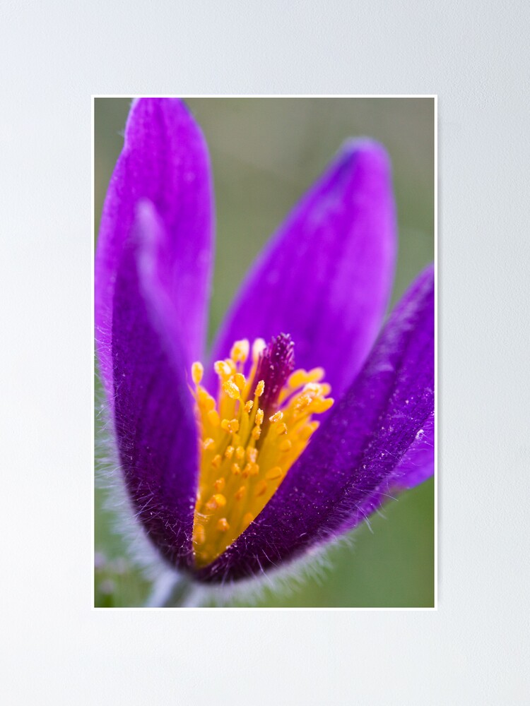Alternate view of Pasqueflower (Pulsitilla vulgaris) Poster