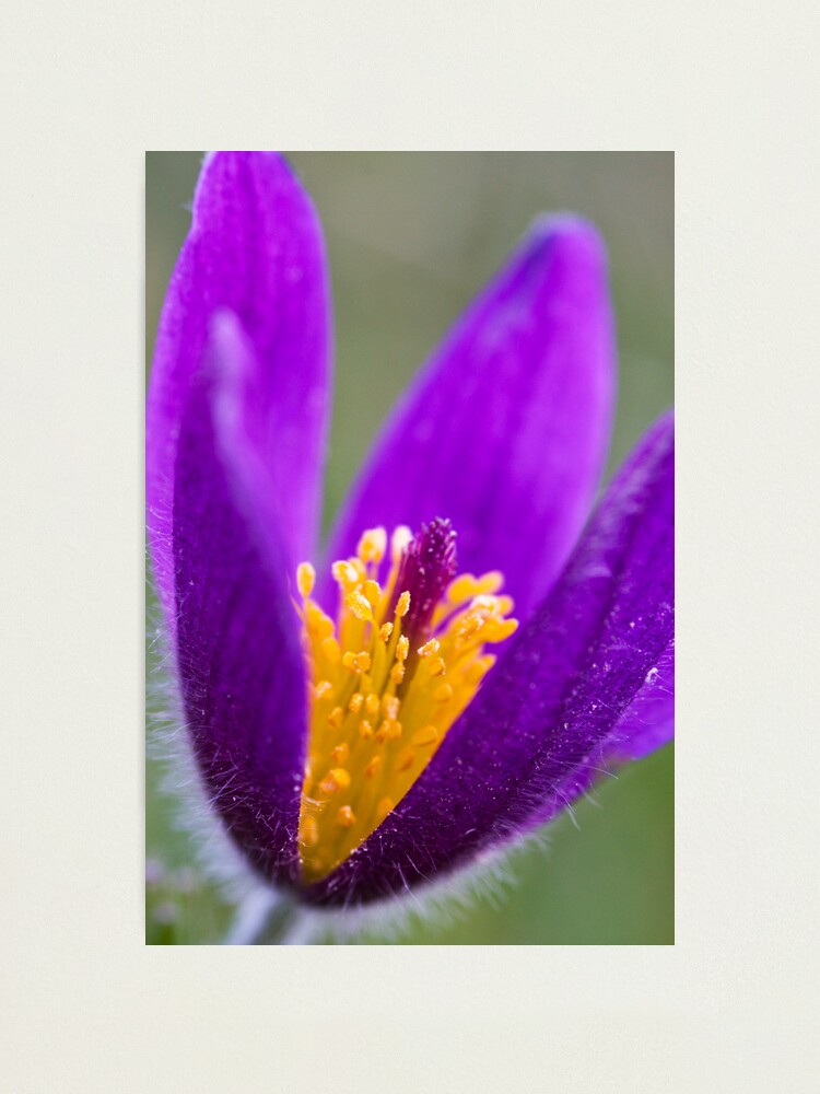 Alternate view of Pasqueflower (Pulsitilla vulgaris) Photographic Print