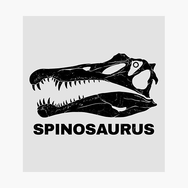 Artikel-Vorschau von Spinosaurus Schädel Fossil, designt und verkauft von NicGrayGraphic.