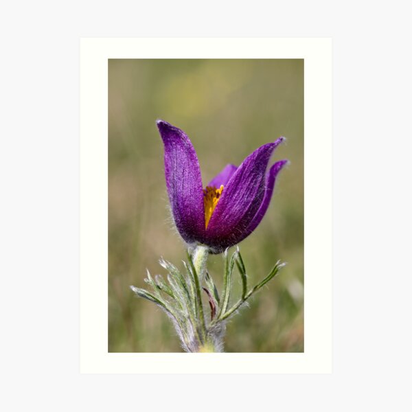 Pasqueflower (Pulsitilla vulgaris) Art Print