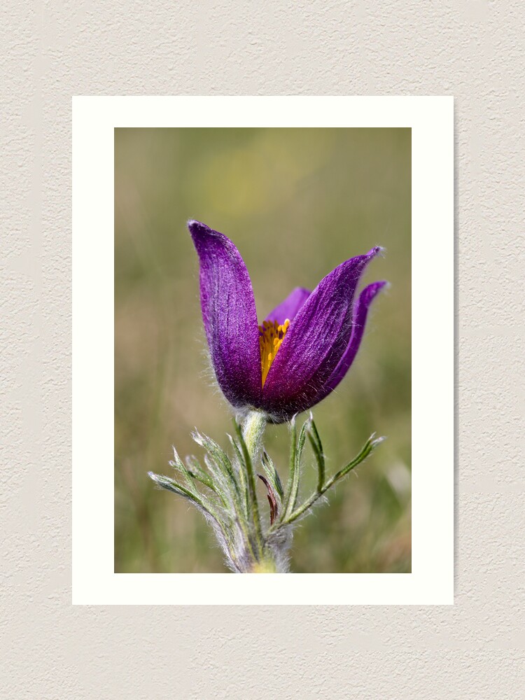 Alternate view of Pasqueflower (Pulsitilla vulgaris) Art Print