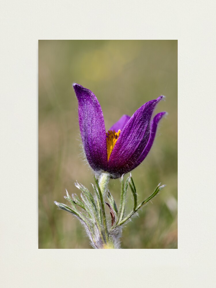 Alternate view of Pasqueflower (Pulsitilla vulgaris) Photographic Print