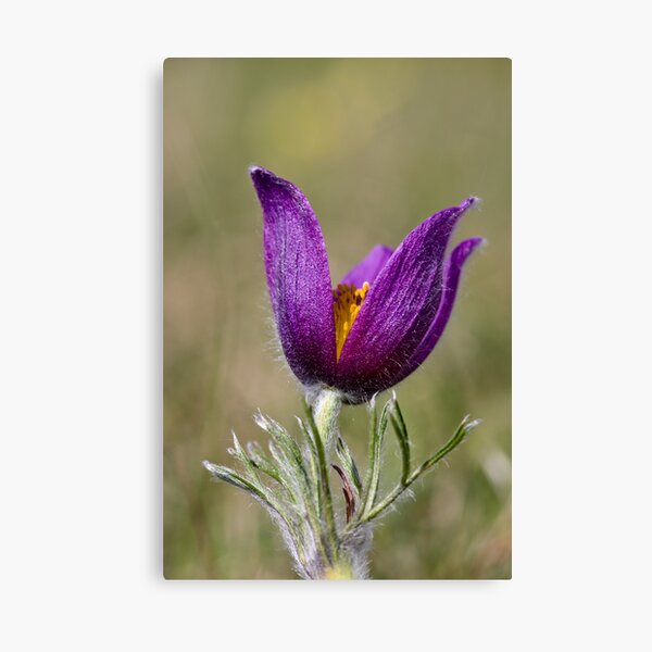 Pasqueflower (Pulsitilla vulgaris) Canvas Print