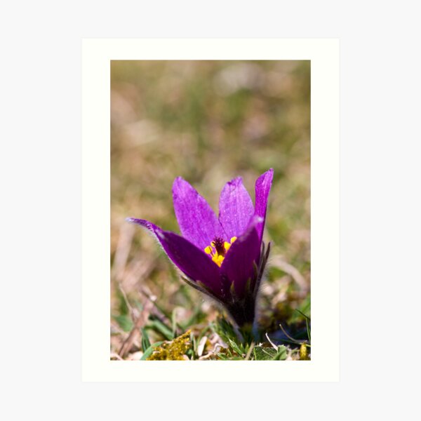 Pasqueflower (Pulsitilla vulgaris) Art Print