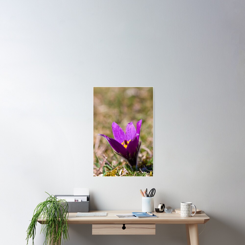 Pasqueflower (Pulsitilla vulgaris) Poster