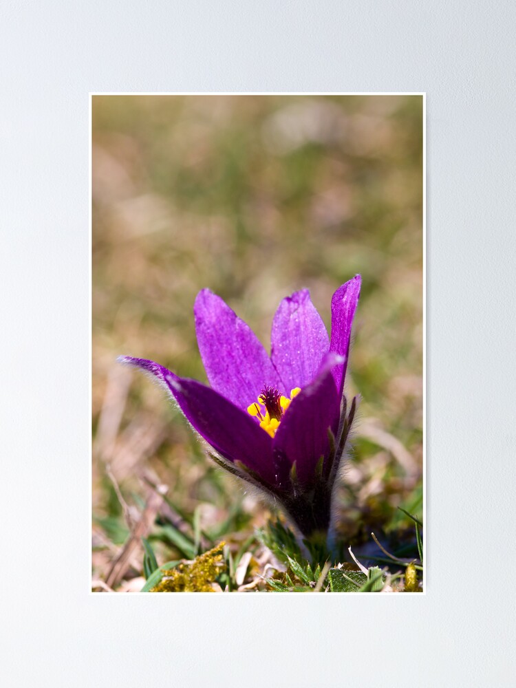 Alternate view of Pasqueflower (Pulsitilla vulgaris) Poster