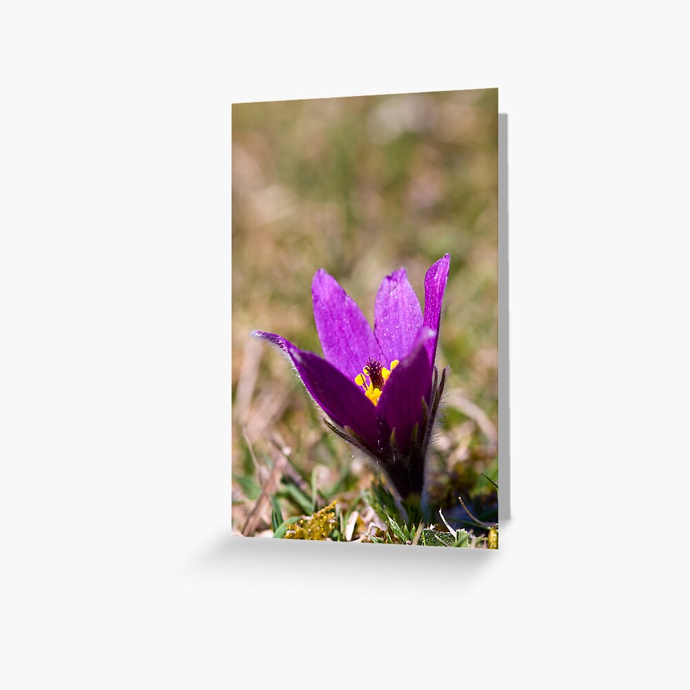 Pasqueflower (Pulsitilla vulgaris) Greeting Card