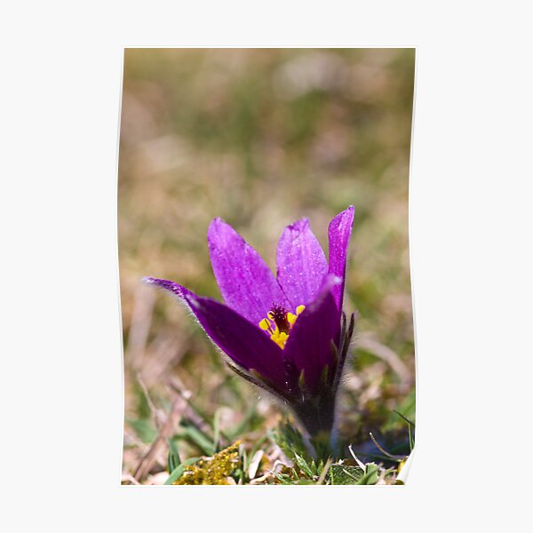 Pasqueflower (Pulsitilla vulgaris) Poster