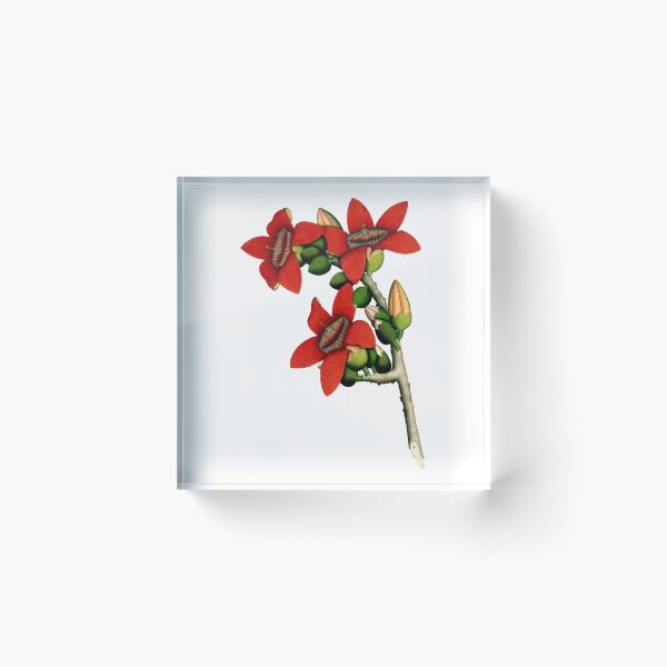 Item preview, Red Cotton Tree Flowers 1800 Calcutta India designed and sold by RocketshipRetro.