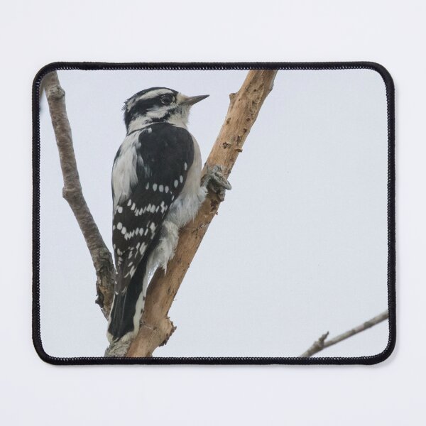 Item preview, Downy Woodpecker designed and sold by LaurenTucker.