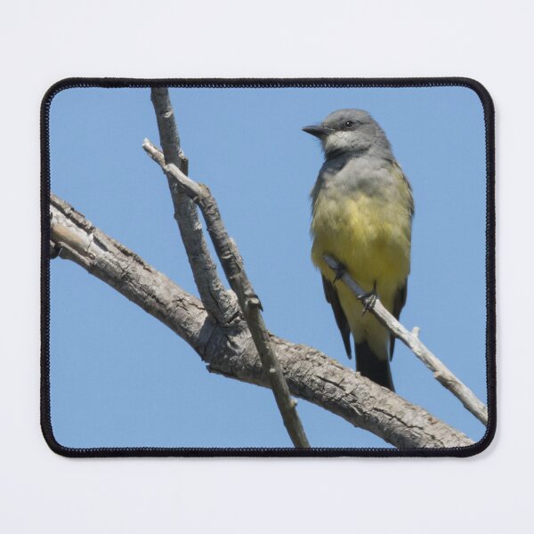 Item preview, Cassin's Kingbird designed and sold by LaurenTucker.