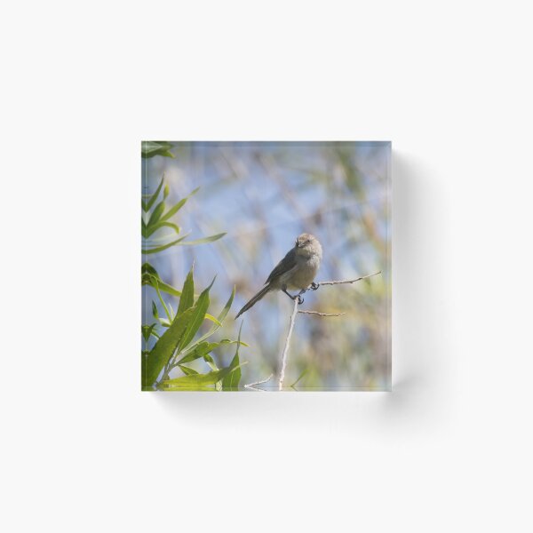 Item preview, Bushtit designed and sold by LaurenTucker.