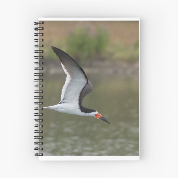 Item preview, Black Skimmer designed and sold by LaurenTucker.
