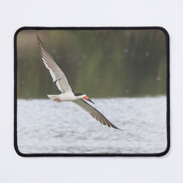 Item preview, Black Skimmer designed and sold by LaurenTucker.