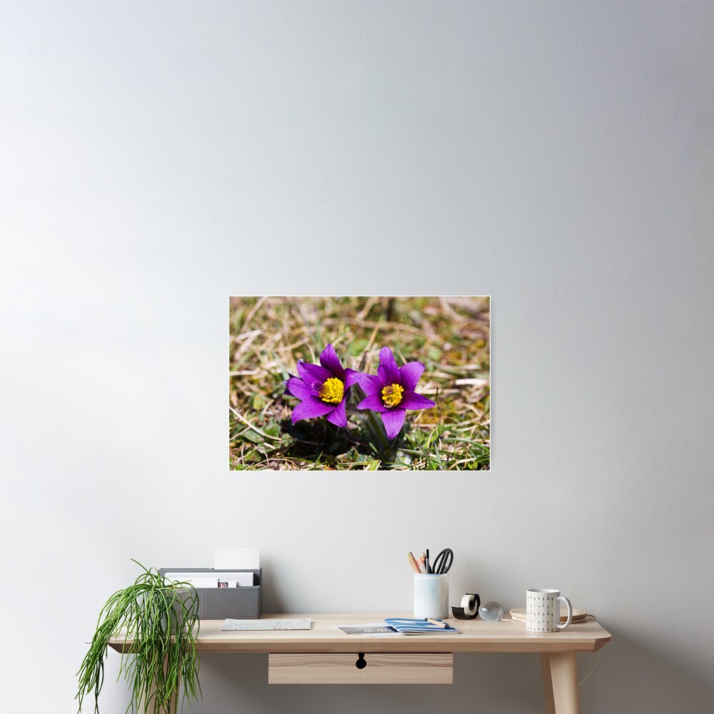 Pasqueflower (Pulsitilla vulgaris) Poster