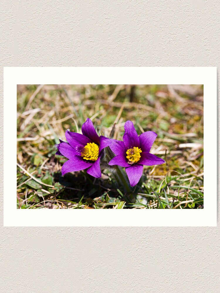 Alternate view of Pasqueflower (Pulsitilla vulgaris) Art Print