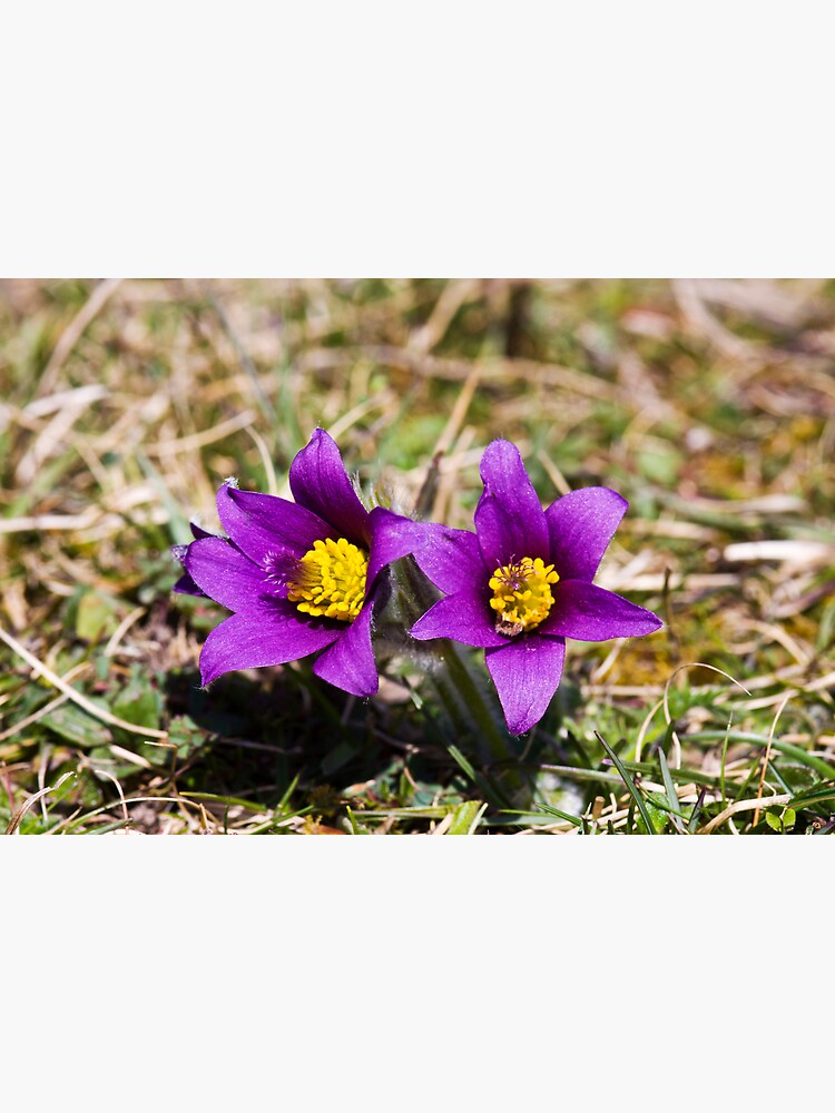 Pasqueflower (Pulsitilla vulgaris) by SteveChilton