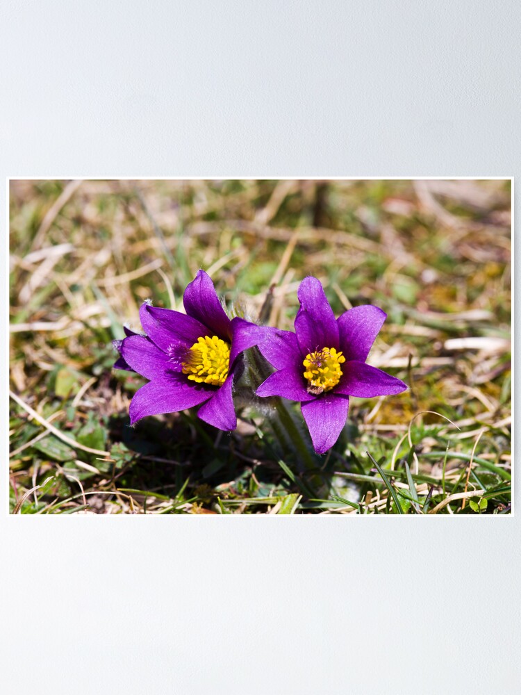 Alternate view of Pasqueflower (Pulsitilla vulgaris) Poster