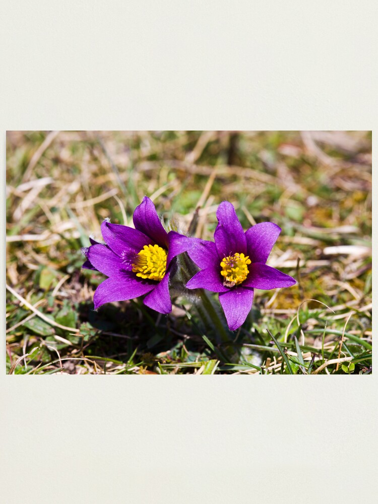 Alternate view of Pasqueflower (Pulsitilla vulgaris) Photographic Print