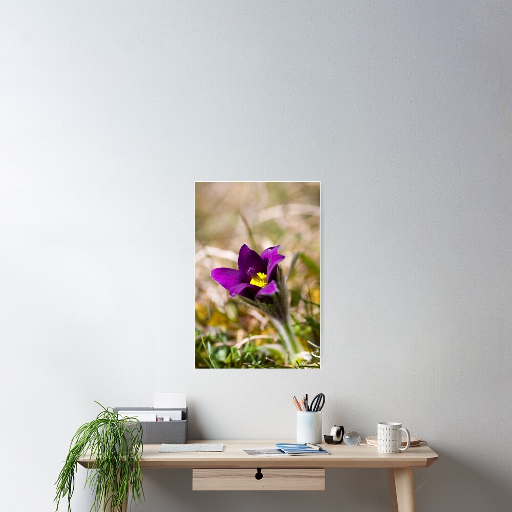 Pasqueflower (Pulsitilla vulgaris) Poster
