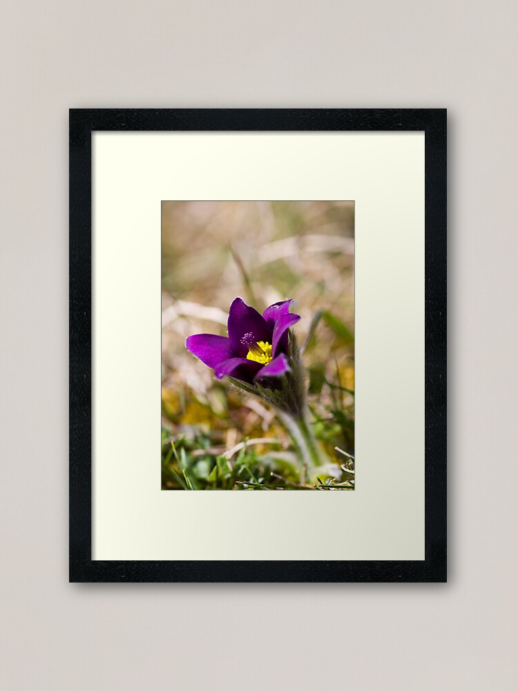 Alternate view of Pasqueflower (Pulsitilla vulgaris) Framed Art Print