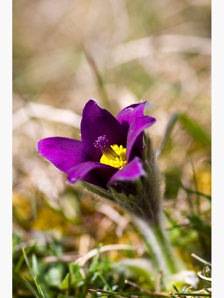 Pasqueflower (Pulsitilla vulgaris) by SteveChilton