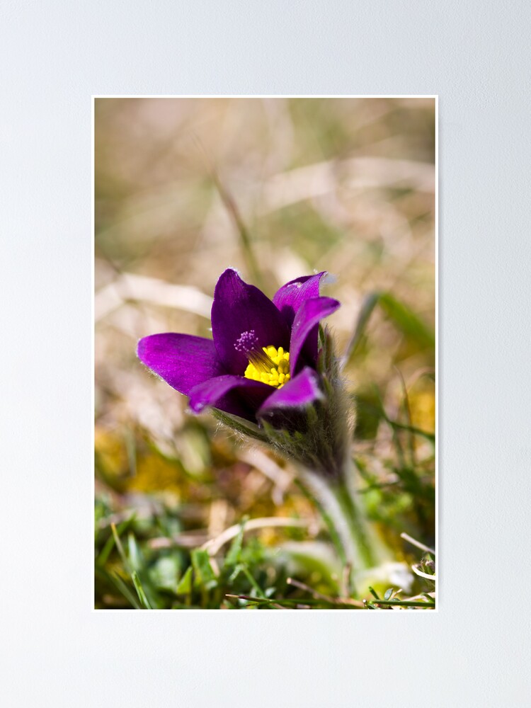 Alternate view of Pasqueflower (Pulsitilla vulgaris) Poster