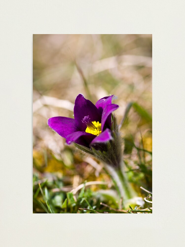 Alternate view of Pasqueflower (Pulsitilla vulgaris) Photographic Print
