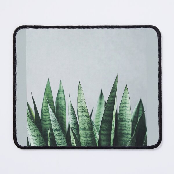 Item preview, Sansevieria plant leaves, minimalistic style, green foliage, indoor plant decor with copy space designed and sold by TIA-shop.