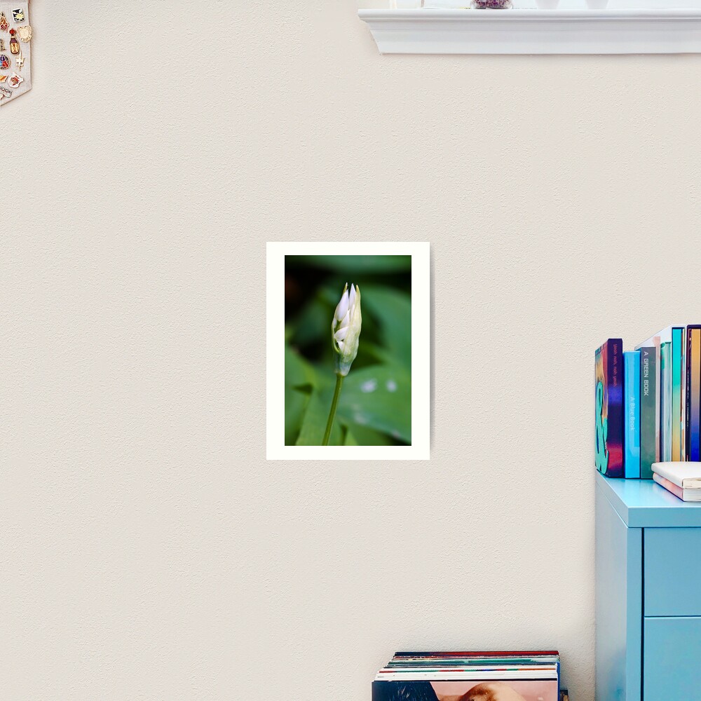 Ramson (Alium Ursinum) Art Print