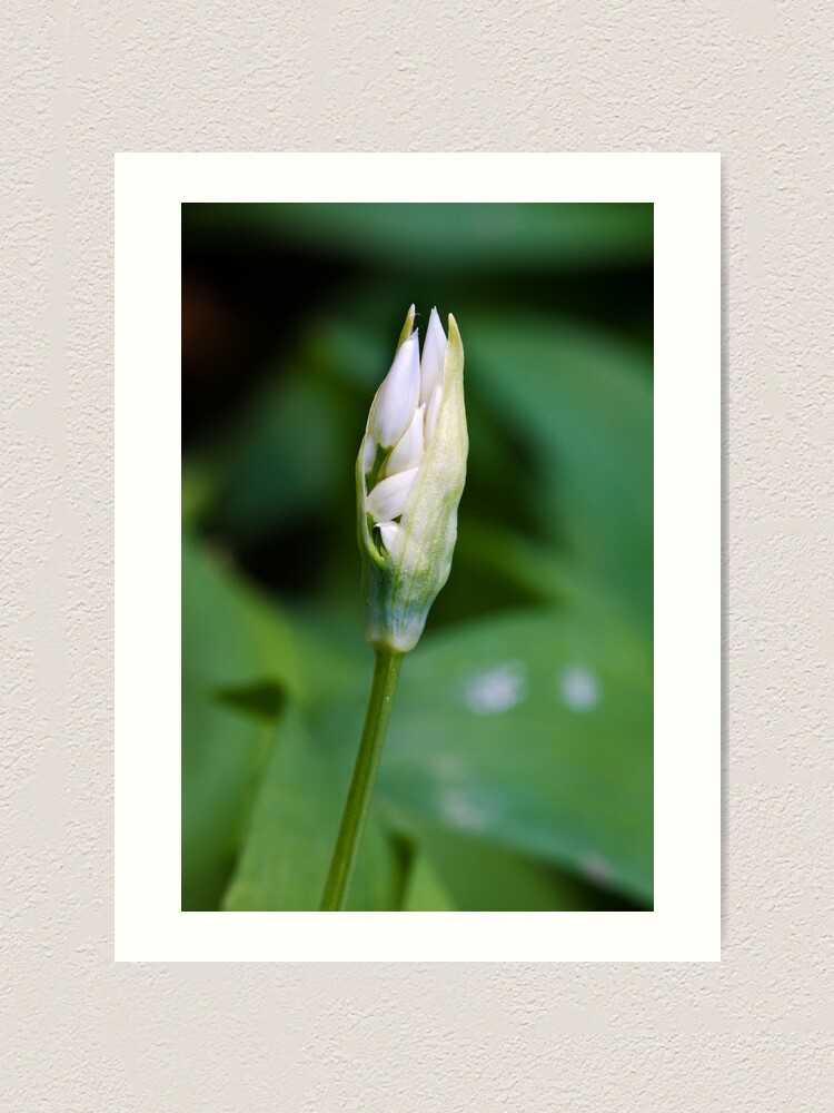Alternate view of Ramson (Alium Ursinum) Art Print