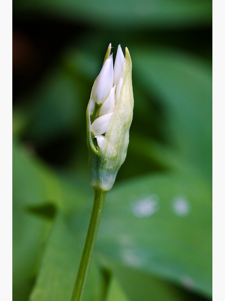 Ramson (Alium Ursinum) by SteveChilton