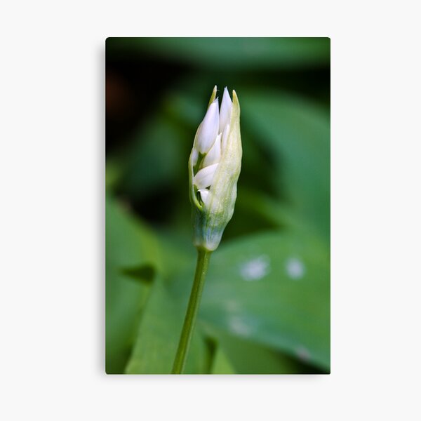 Ramson (Alium Ursinum) Canvas Print
