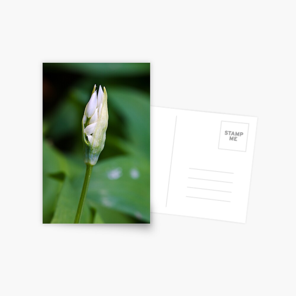 Ramson (Alium Ursinum) Postcard