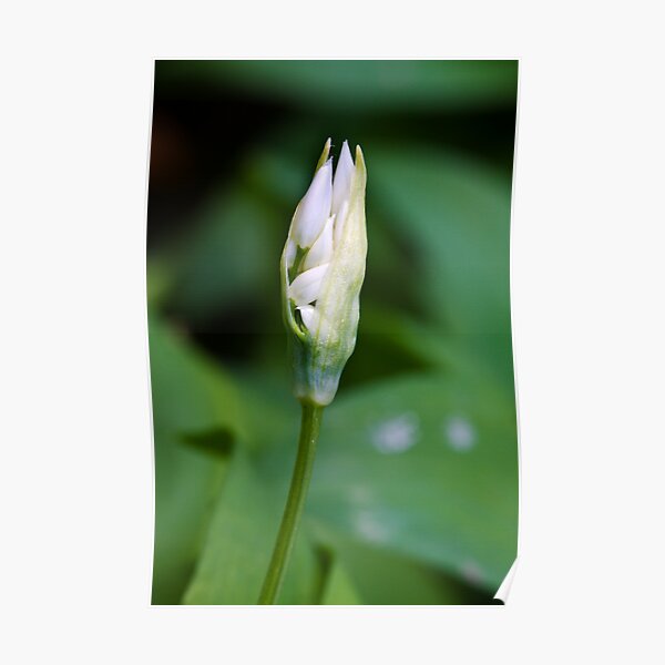 Ramson (Alium Ursinum) Poster