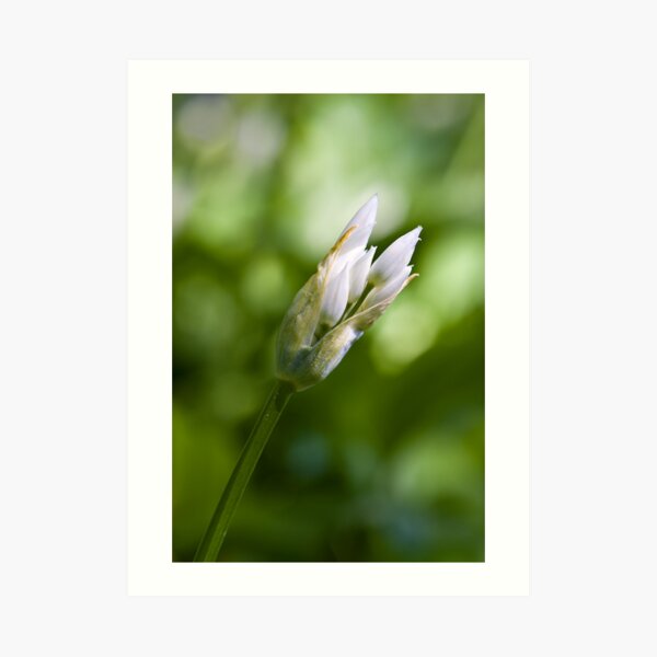 Ramson Bud (Alium Ursinum) Art Print
