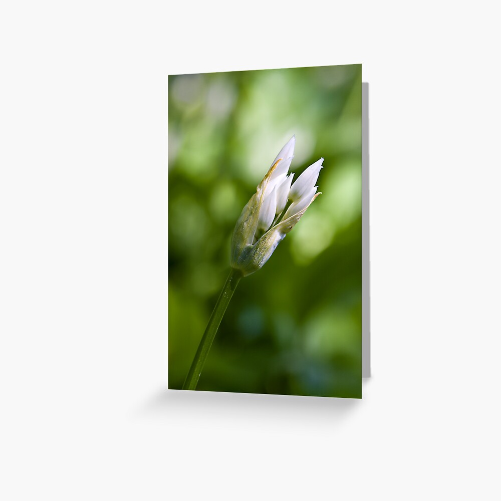 Ramson Bud (Alium Ursinum) Greeting Card