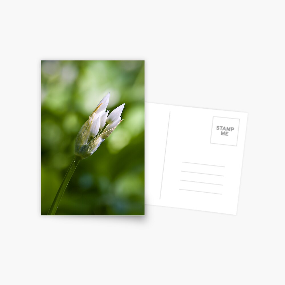 Ramson Bud (Alium Ursinum) Postcard