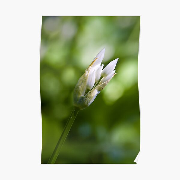 Ramson Bud (Alium Ursinum) Poster