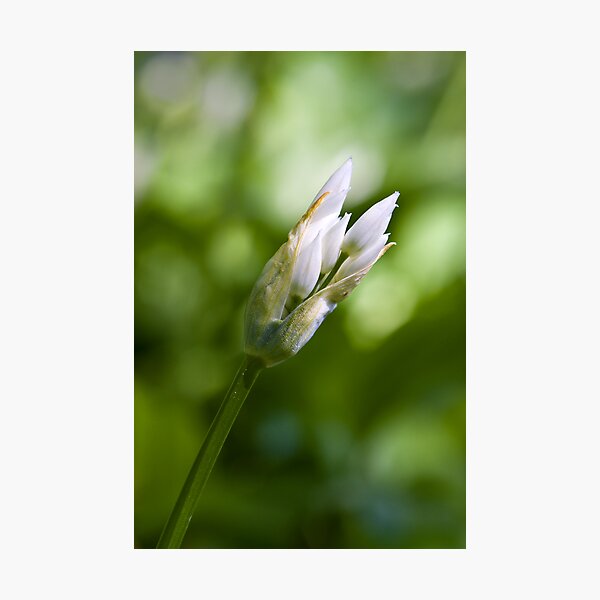 Ramson Bud (Alium Ursinum) Photographic Print