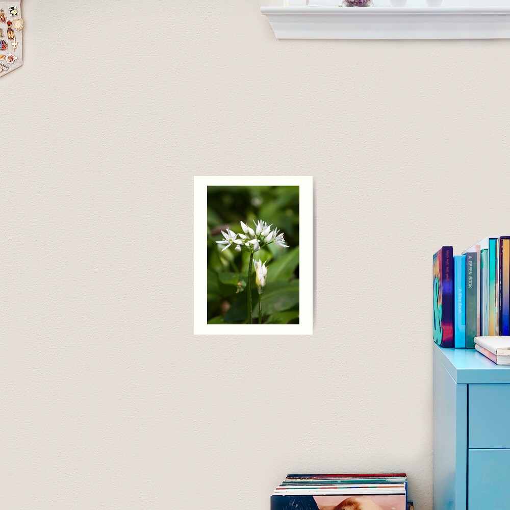 Ramson (Alium Ursinum) Art Print