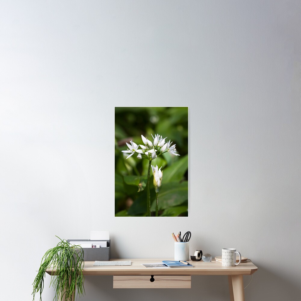 Ramson (Alium Ursinum) Poster