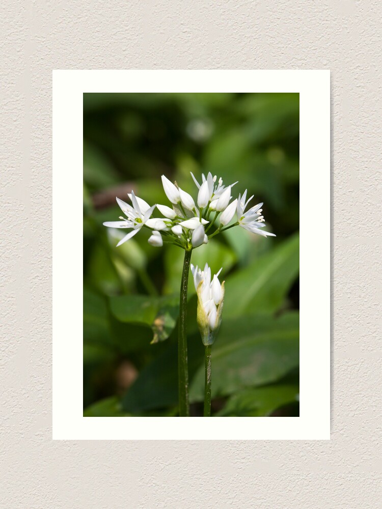Alternate view of Ramson (Alium Ursinum) Art Print