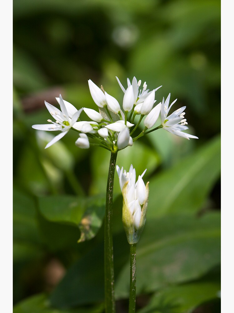 Ramson (Alium Ursinum) by SteveChilton
