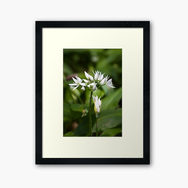 Ramson (Alium Ursinum) Framed Art Print